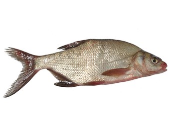 big bream