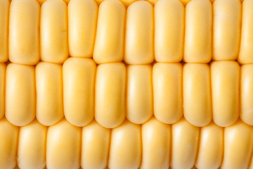 corn background