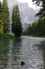 Fototapeta na wymiar alberi su un lago di montagna
