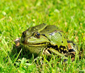 Green frog