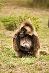 Gelada Baboon