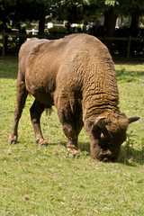 European Bison