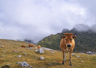 Asturiana de los valles