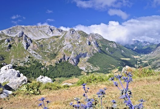 Cardos en Somiedo,Asturias