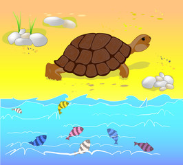 Land turtle on the beach