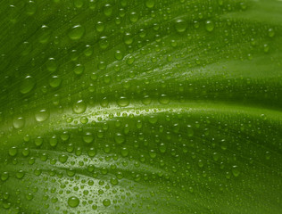 leaf with drops