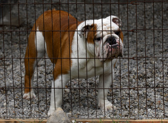 dog in a cage