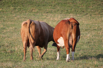 Two cows from behind