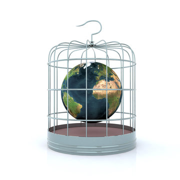 the world inside the birdcage