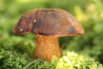 Sunny mushroom