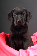 Fototapeta premium portrait study by Labrador puppy
