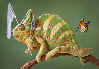 Chameleon catching butterflies