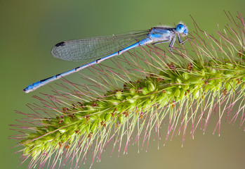Blue damselfly on foxtail