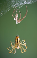 Argiope spider after shedding