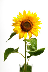 sunflower 2