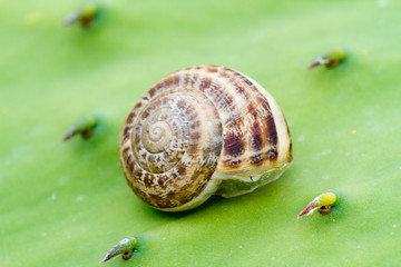 coquille de petit escargot