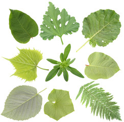 Green gardening leaves set