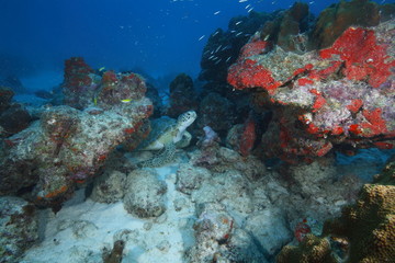 Fototapeta na wymiar Holenderskie Aruba nurkowania
