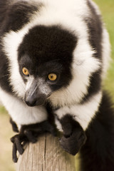 Fototapeta premium Black and white ruffed lemur in captivity