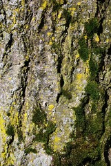 Bark background texture