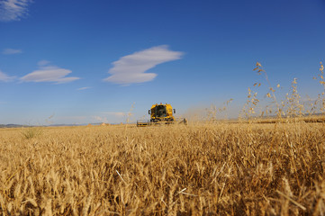 Harvesting wheat