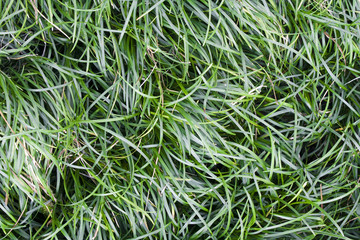 a background made of grass pattern, texture