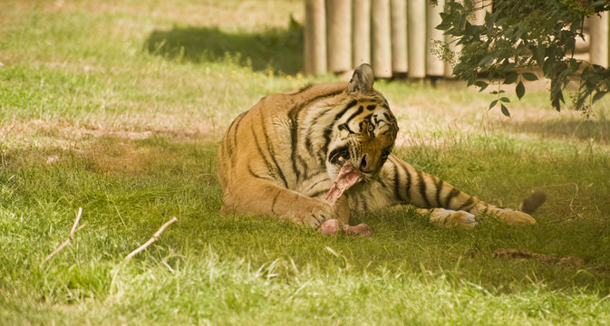 Amur Siberian Tiger eating
