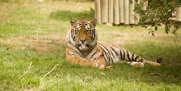 Amur Siberian Tiger eating