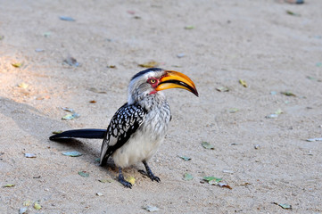 Southern Yellowbilled Hornbill