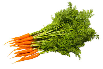 Fresh carrot fruits with green leaves.