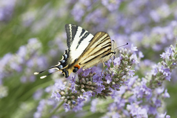 papillon