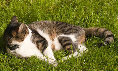 cat