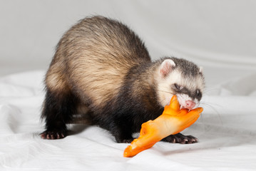 Obraz premium Polecat