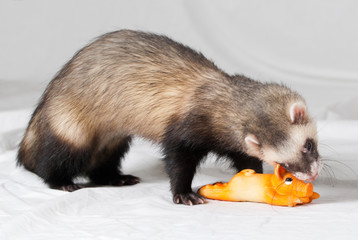 Polecat