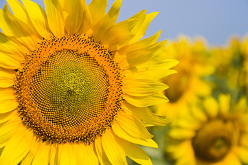 sunflower in the field