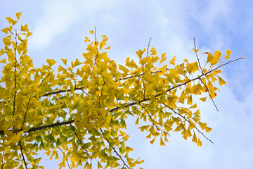 Yellow autumn leaves on Ginkgo biloba