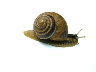Weinbergschnecke vor weißem Hintergrund