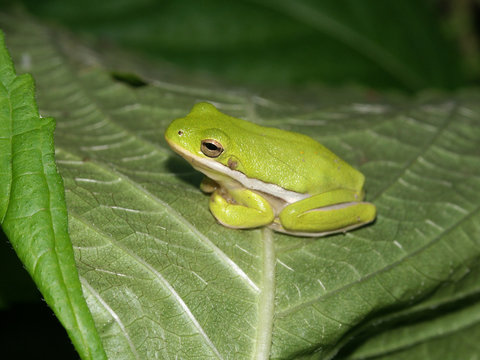 Green Treefrog (Hyla cinerea) - Illinois