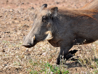 African Wildlife: Warthog