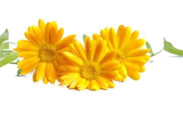 Sunny calendula on the white