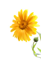 Naklejka premium Sunny calendula on the white