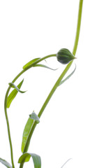 Sunny calendula on the white