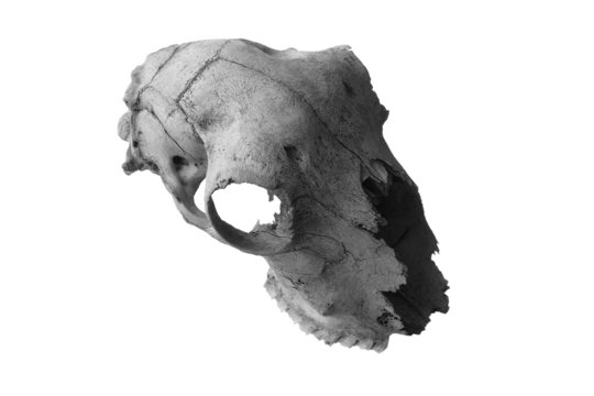 Totenkopf