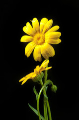 Fototapeta premium Sunny calendula on the black