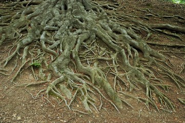 Roots