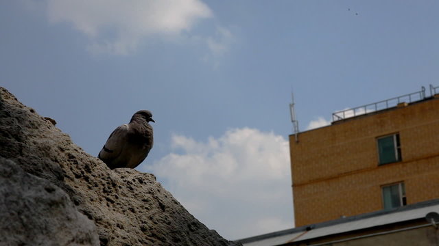 pigeon on rock,city background