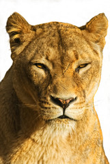 Löwe (Panthera leo) freisteller