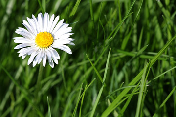Sommer Blume © Aamon