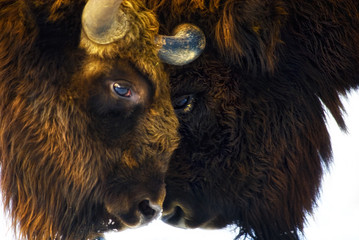 zwei Wisente  (Bison bonasus) Kopf an Kopf
