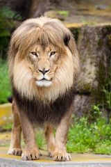 Obraz na płótnie Canvas Male African Lion